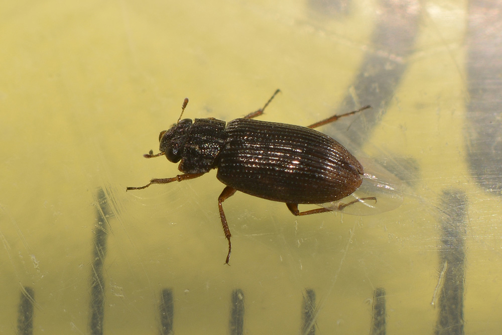 Helophoridae:  Helophorus sp.